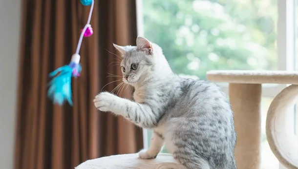A grey kitten playing with a feather toy by a window