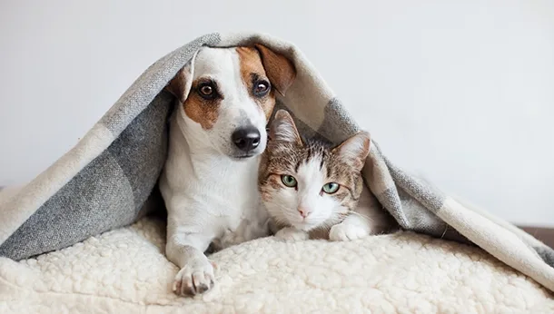 A dog and cat snuggled together under a blanket